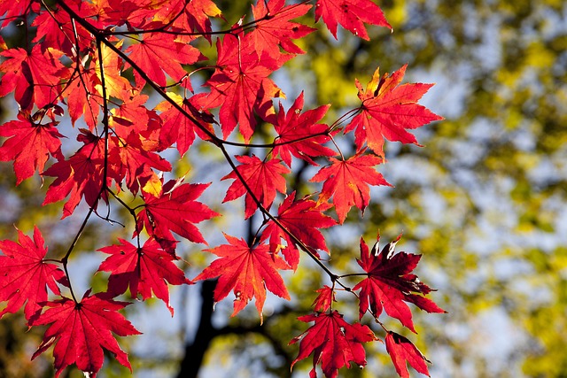 maple-leaves